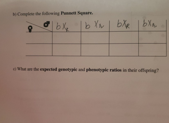 b) Complete the following Punnett Square. e o 6 X 16 Xr l bXR I bXr c) What are the expected genotypic and phenotypic ratios