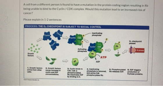 A cell from a different person is found to have a mutation in the protein coding region resulting in Rb being unable to bind