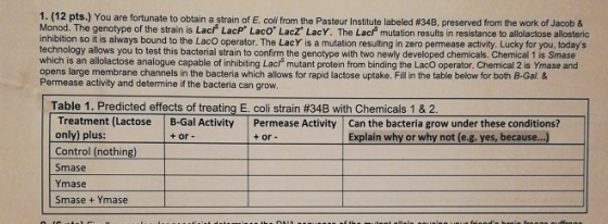 1, (12 pts.) You are fortunate to obtain a strain of E. coli from the Pasteur Institute labeled #348, preserved from the work of Jacob & Monod. The genotype of the strain is Lac LacP Laco Lacz LacY. The Lacf mutation results in resistance to allolactose allosteric inhibition so it is always bound to the LacO operator. The LacY is a mutation resulting in zero permease activity. Lucky for you, todays echnology allows you to test this bacterial strain to confirm the genotype with two newly developed chemicals. Chemical 1 is Smase which is an allolactose analogue capable of inhibiting Lach mutant protein from binding the LacO operator. Chemical 2 is Ymase and opens large membrane channels in the bacteria which allows for rapid lactose uptake. Fill in the table below for both B-Gal. & Permease activity and determine if the bacteria can grow. Table 1: Predicted effects of treating E. coli strain #34B with Chemicals 1 & 2. Treatment (Lactose B-Gal Activity Permease Activity Can the bacteria grow under these conditions? only) plus: Control (nothing) Smase Ymase Smase +Ymase + or- + or- Explain why or why not (e.g. yes, because...)
