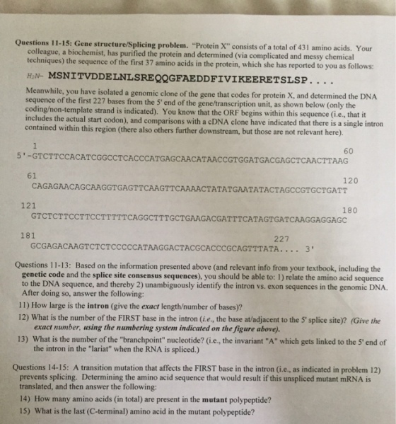 Questions 11-15: Gene structure/Splicing problem. Protein X consists of a total of 431 amino acids. Your colleague, techniques) the a biochemist, has purified the protein and determined (via complicated and messy chemical sequence of the first 37 amino acids in the protein, which she has reported to you as follows: HN- MSNITVDDELNLSREQQGFAEDDFIVIKEERETSLSP . nwhile, you have isolated a genomic clone of the gene that codes for protein X, and determined the DNA equence of the first 227 bases from the 5end of the gene/transcription unit, as shown below (only the coding/non-template strand is indicated). You know that the ORF begins within this sequence (i.e., that it includes the actual start codon), and comparisons with a cDNA clone have indicated that there is a single intron contained within this region (there also others further downstream, but those are not relevant h 60 5-GTCTTCCACATCGGCCTCACCCATGAGCAACATAACCGTGGATGACGAGCTCAACTTAAG 61 120 CAGAGAACAGCAAGGTGAGTTCAAGTTCAAAACTATATGAATATACTAGCCGTGCTGATT 121 180 GTCTCTTCCTTCCTTTTTCAGGCTTTGCTGAAGACGATTTCATAGTGATCAAGGAGGAGC 181 227 GCGAGACAAGTCTCTCCCCCATAAGGACTACGCACCCGCAGTTTATA.... 3 Questions 11-13: Based on the information presented above (and relevant info from your textbook, including the genetic code and the splice site consensus sequences), you should be able to: 1) relate the amino acid sequence to the DNA sequence, and thereby 2) unambiguously identify the intron vs. exon sequences in the genomic DNA. After doing so, answer the following: 11) How large is the intron (give the exact length/number of bases)? 12) What is the number of the FIRST base in the intron (i.e., the base at/adjacent to the 5 splice site)? (Give the exact number, using the numbering system indicated on the figure above). 13) What is the number of the branchpoint nucleotide? (i.e., the invariant A which gets linked to the 5 end of the intron in the lariat when the RNA is spliced.) Questions 14-15: A transition mutation that affects the FIRST base in the intron (i.e., as indicated in problem 12) prevents splicing. Determining the amino acid sequence that would result if this unspliced mutant mRNA is translated, and then answer the following: 14) How many amino acids (in total) are present in the mutant polypeptide? 15) What is the last (C-terminal) amino acid in the mutant polypeptide?