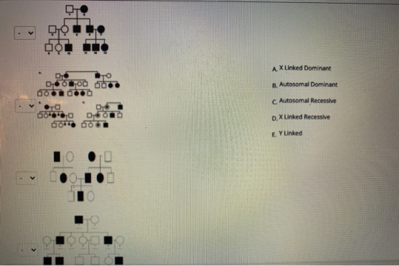 A X Linked Dominant CSOLOD do B. Autosomal Dominant C. Autosomal Recessive 66*** Door Gorro do D. X Linked Recessive E Y Link