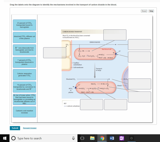 Drag the labels onto the diagram to identify the mechanisms involved in the transport of carbon dioxide in the blood Reset Help 23 percent of CO2 transported bound to hemoglobin CARBON DIOXIDE TRANSPORT dissolved CO2 diffuses out of the plasma Most CO2 in the blood has been converted to bicarbonate ion, HCO VENOUS BLOOD Ht ions dissociate from hemoglobin and bind to bicarbonate Red blood cell ???- ???, 7 percent of CO2 transported dissolved in plasma Transport to lungs Cellular respiration generates CO2 Dissolved CO2 Hb-CO2 Hb+CO2 70 percent of CO2 transported by conversion t bicarbonate and H CI Alveoli ???, in H20+CO ???, By law of mass action, CO2 that had been bound to hemoglobin or circulating as bicarbonate diffuses out of RBC KEY CA carbonic anhydrase Carbonic acid reaction reverses Submit Request Answer Type here to search