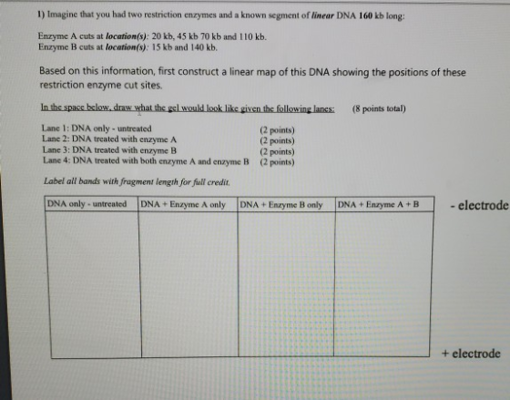 1) Imagine that you had two restriction enzymes and a known segment of linear DNA 160 kb long: Enzyme A cuts at location(s):