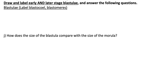 Draw and label early AND later stage blastulae, and answer the following questions. Blastulae (Label blastocoel, blastomeres)
