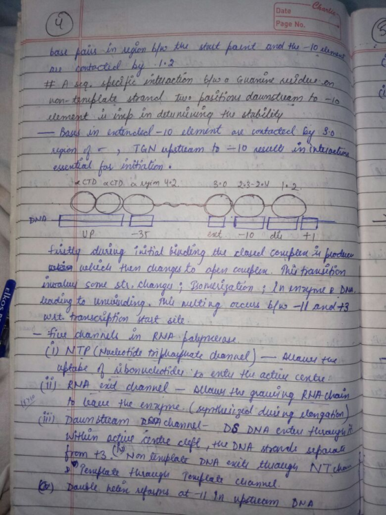 Date Page No uis im ALE essential İnitiation s(전 P DNA .,허 inding to hnus 4 งาน.hdi n_ 6nt : ., 나...-il :ュ..แ , on