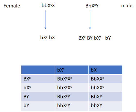Female bbX-X ВЫХсү male bxe bX BX BY EXC by bX BXC BbXcx bX BbXX bbXX BbXY bX bbxcx BY BbXY bbXY by bbXY