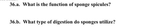 36.a. What is the function of sponge spicules? 36.b. What type of digestion do sponges utilize?