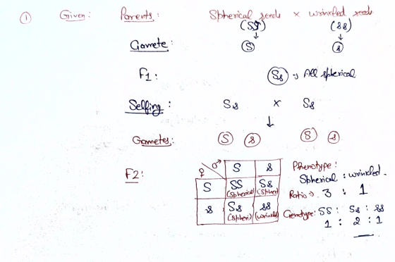Given : Parents : x wrinkled rood Spherical seeds (50) Gamete: ft: Ss) All spherical X Se Selling : Sis 4 Gametes: S 8 8 F2 o