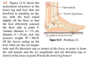 13 Figure 12-31 shows the anatomical structures in the lower leg and foot that are involved in standing on tip- toe, with the heel raisecd slightly off the loor so that the foot effectively contacts the floor only at point P. Assume distance a- 50 cm, distance b 15 cm, and the Calf muscle Lower leg hones persons weight W 900 N. Of the forces acting on the foot, what are the (a) magni tude and (b) direction (up or down) of the force at point A from the calf muscle and the (c) magnitude and (d) direction (up or down) of the force at point B from the lower leg bones? Figure 12-31 Problem 13,