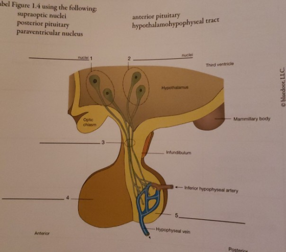 abel Figure 1.4 using the following: supraoptic nuclei posterior pituitary paraventricular nucleus anterior pituitary hypotha