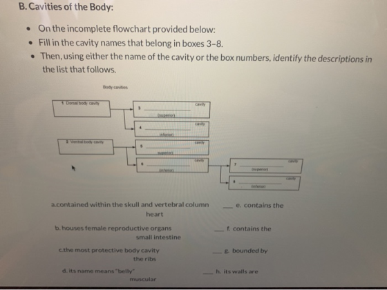 B.Cavities of the Body: On the incomplete flowchart provided below: Fill in the cavity names that belong in boxes 3-8 Then, u