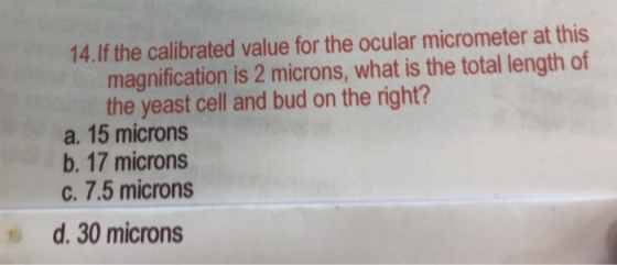 14.If the calibrated value for the ocular micrometer at this magnification is 2 microns, what is the total length of the yeas