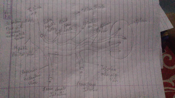 tough deepestcotted استاندار 120 hepolfe Blood ffon abeth obtreba med et Ver Palethe Velin Superest Inferior möchte hefenstru