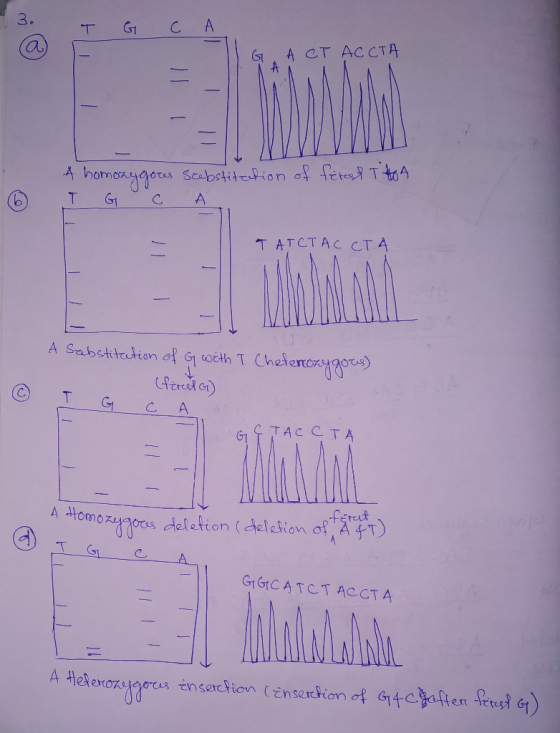 3. T G C A. (а) - АСТАССТА ARA A homozygous stebstitution of firest TAGA I G C A. 6 ТАТСТАС СТА A substitution of G with I Ch