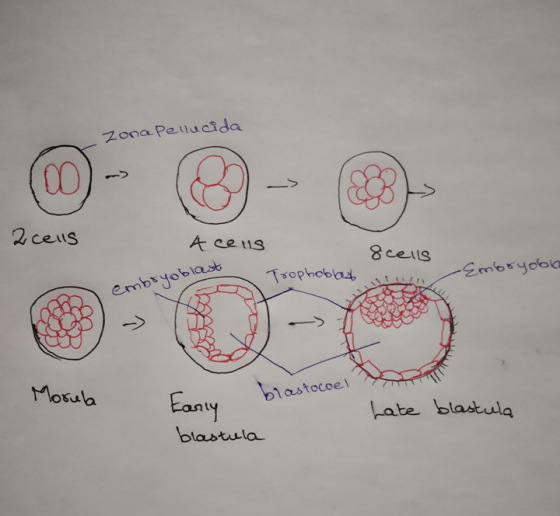 Zona Pellucida 2 cells A cens oblast 8cells Trophoblast -Embryobia mbryoblast Morula blastocoel Early Late blastula blastula