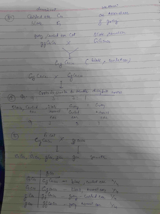 cu suomelear dessenant Carled ear cu black a gray curled ear Cat blak, hessaleen GG each Cucu C black, curledien] Ag Cucu x G