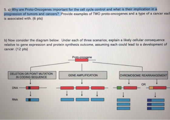 5. a), Why are Proto-Oncogenes important for the cell cycle control and what is their implication in a progression of tumors