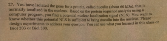 27. Tou nave isolated the gene for a protein called nuculin (about O KDA) normally localized in the nucleus. Based on the pro