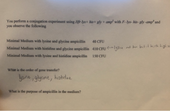 You perform a conjugation experiment using Hfr lys+his+gly + amp with F-lys-his-gly -amp and you observe the following Minima