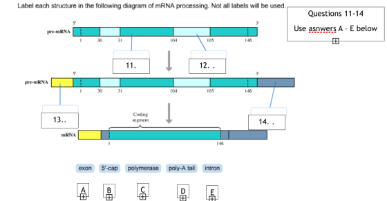 Label each structure in the following diagram of mRNA processing. Not all labels will be used. Questions 11-14 Use asnwers A