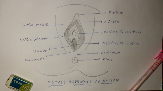 - Prepace clitoris labia majora opening of urethra labia minorat opening of vagina Hyment Fourchette perineum คดu S tettek ap
