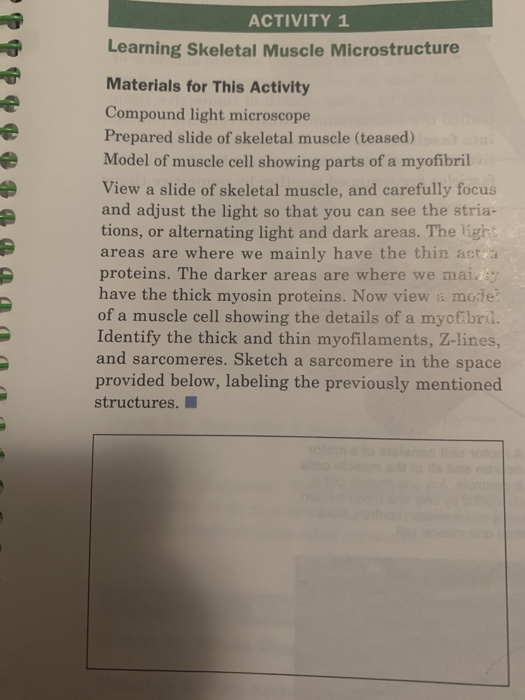 ACTIVITY 1 Learning Skeletal Muscle Microstructure Materials for This Activity Compound light microscope Prepared slide of sk