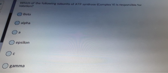 Which of the following subunits of ATP synthase (Complex V) is responsible for rotation? Beta alpha a epsilon Ос gamma