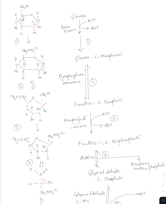 C olt te Gheose 1 a-oro ATP F-er-z Нехо - ADP kinase Grease -6- Phosphate o scure É elan on Phosphoghnesse coomerane - 20,80