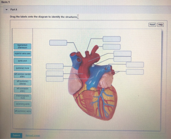 Item 1 Part A Drag the labels onto the diagram to identify the structures. Reset Help superior vena cava aortic aron pulmonar