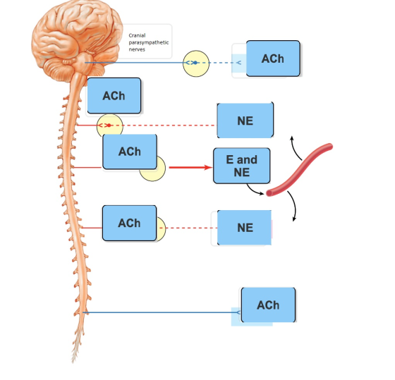 Cranial parasympathetic nerves -ACh ACh NE ACh E and NE ACh 1NE ACh
