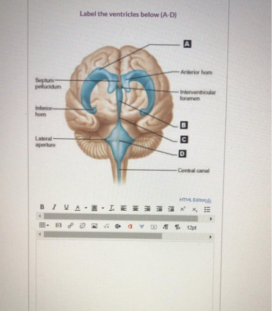 Label the ventricles below (A-D) A Anterior hom Septum pellucidum Interventricular foramen Inferior hom Lateral aperture с -C