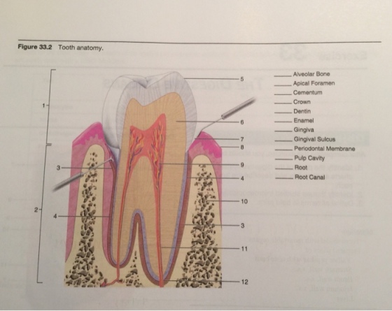 Figure 33.2 Tooth anatomy Alveolar Bone Apical Foramen Crown Dentin Enamel Gingiva Gingival Sulcus Pulp Cavity Root Root Canal 10 12
