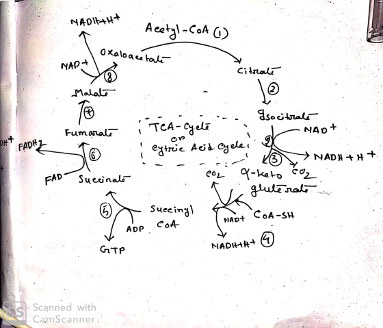 NADI+H+ Acetyl-CoA G) oxaloacetate MAD+ Citrale Malate To Fumarate 10 Iso citrate iTea-cycle NAD+ : extric Acid Cycle NADH +