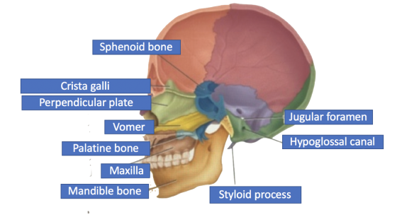 Sphenoid bone Crista galli Perpendicular plate Jugular foramen Vomer Hypoglossal canal Palatine bone Maxilla Mandible bone St