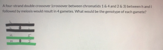 A four-strand double crossover (crossover between chromatids 1 & 4 and 2 & 3) between handi followed by meiosis would result