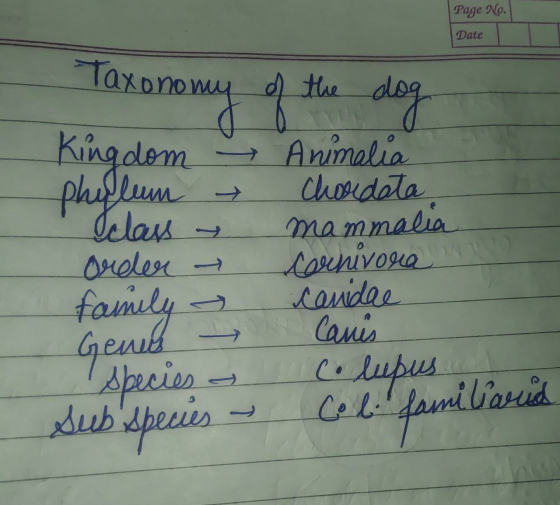 Page No. Date of the dog phyllum Taxonomy Kingdom order - family Species - Animalia Chordata mammalia cornivora canidae Coun