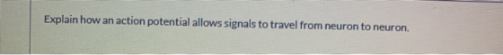 Explain how an action potential allows signals to travel from neuron to neuron.