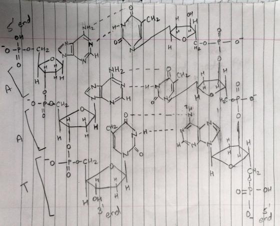 IH N2 HHO C -0 o-P-0-CH2 C -of CH2 - XNA O PHH ---- 1 HH 4 N-HE-EN INIO 7 4- HLN 9 PO.CH 19 - 1- - Top-o-cH2 0-0- 0- Hal