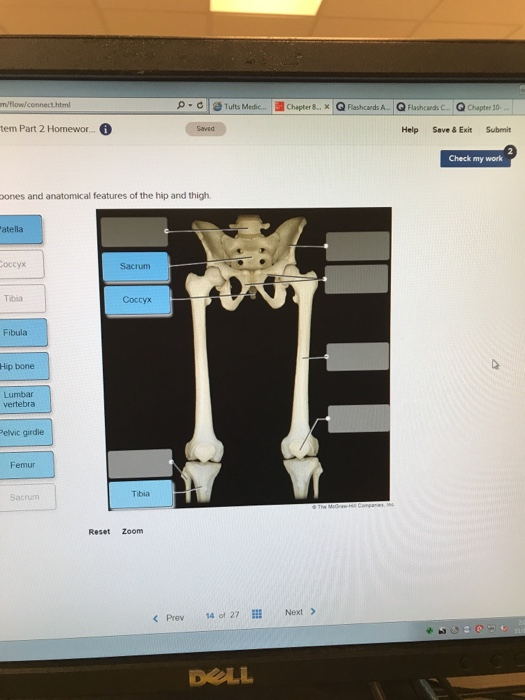 - Tufts Medic..Chapter & xQ Flashcards A. QFlashcands C. QChapter 10 tem Part 2 Homewor.. Help Save&Exit Submit Check my work pones and anatomical features of the hip and thigh. atella occyx Sacrum Tibia Coccyx Fibula Hip bone Lumbar vertebra elvic girdie Femur Tibia Sacrum Reset Zoom < Prev14 of 27 Next> DOLL