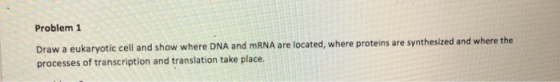 Problem 1 Draw a eukaryotic cell and show where DNA and mRNA are located, where proteins are synthesized and where the processes of transcription and translation take place