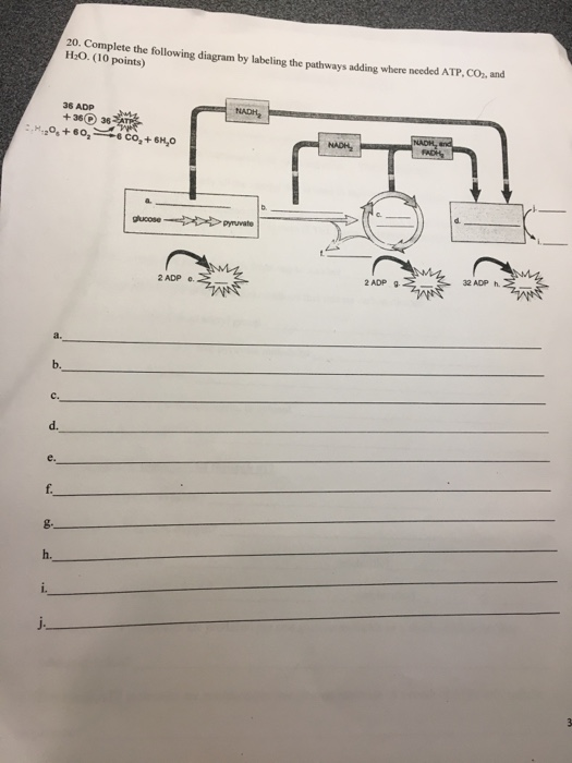 20. Complete the following diagram by labeling the pathways adding where needed ATP, cO. and H2O.(10 points) 36 ADP +36 36 32