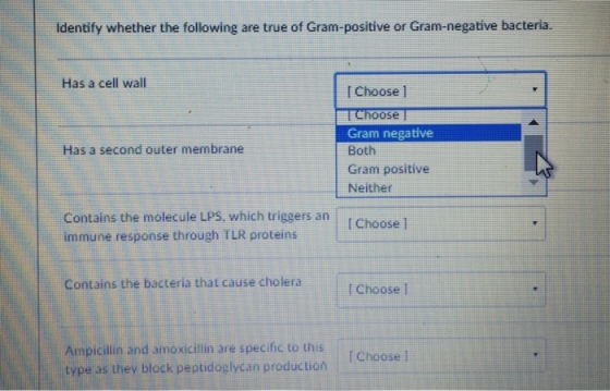 Identify whether the following are true of Gram-positive or Gram-negative bacteria. Has a cell wall choose l se Gram negative Has a second outer membrane Both Gram positive Neither Contains the molecule LPS, which triggers an Choose 1 immune response through TLR proteins contains the bacteria that cause cholera choose l Ampicillin and amoxicillin are specific to this Choose 1 type as they block peptidoglycan production