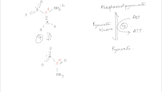 Phosphoenolpysmate let 8802 ETH Ryourale kinase ATP. Pyarate . 14 o CAR