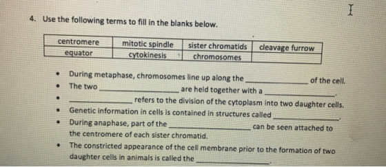 4. Use the following terms to fill in the blanks below. cleavage furrow centromere equator mitotic spindle cytokinesis sister