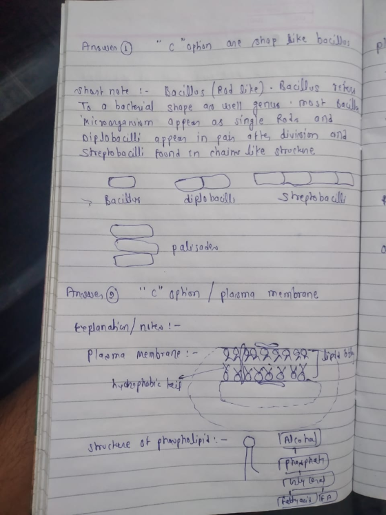 Anowen 1 c ophon are shap like bacillos shast note - Bacillus (Rod like) - Bacillus refer To a bacterial shape and well genu