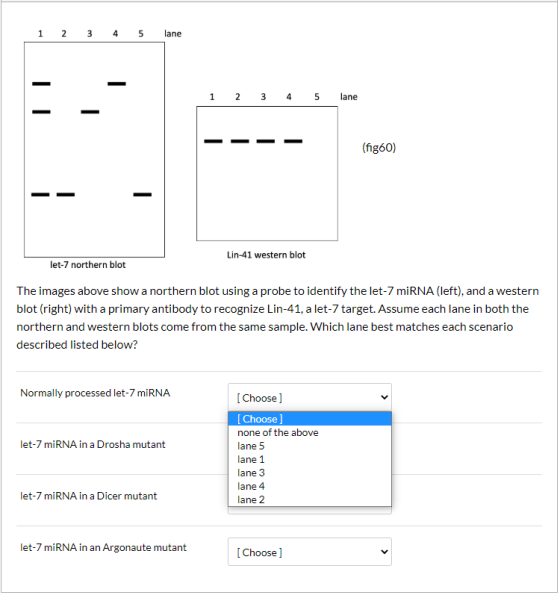 1 2 3 4 5 lane lane (fig60) -- Lin-41 western blot let-7 northern blot The images above show a northern blot using a probe to
