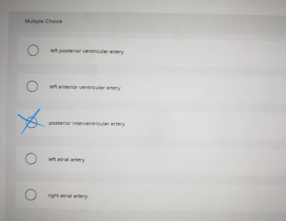 Multiple Choice left posterior ventricular artery left anterior ventricular artery posterior interventricular artery left atr