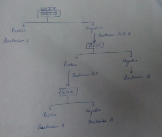 Baten A, B D BLUE foobve BaterienB Siive vc. Becteriun A