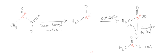 or oxidation Utz Here Decarboard? 436- → He ce - be toca e 40 o cation. cota I | Transfer 8 o C. H₂66) S-CoA