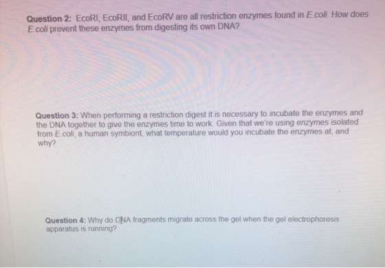 Question 2: EcoRI, EcoRII, and EcoRV are all restriction enzymes found in E.coli. How does E.coli prevent these enzymes from